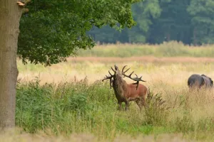 Bronstexcursie Weerterbos (Exclusief voor Beschermers) Foto: Limburgs Landschap Gouda | Foto geüpload door gebruiker limburgslandschap