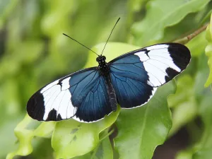 Foto: Vlinder Vallei