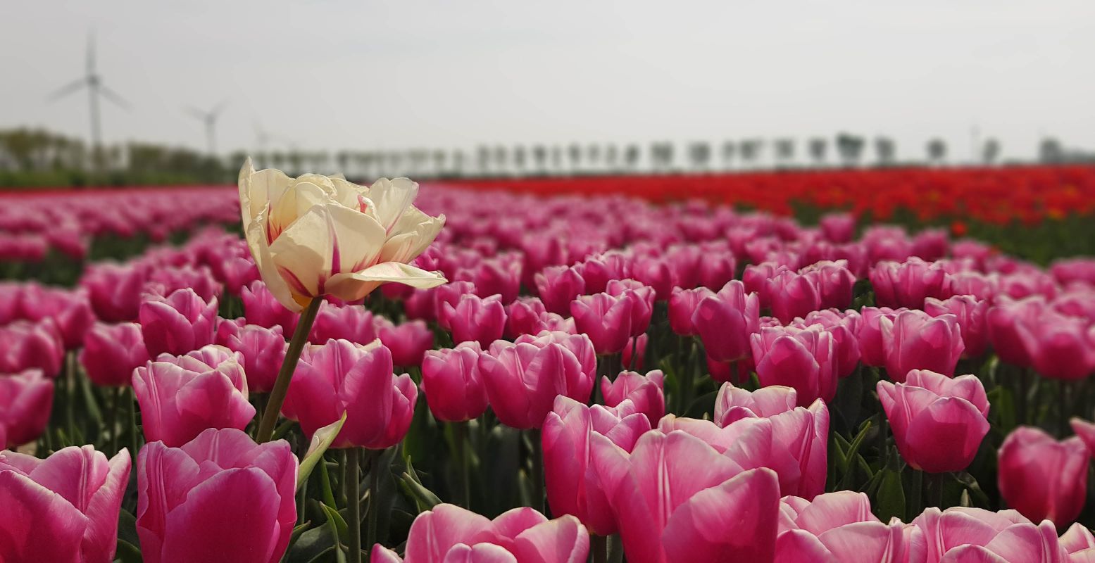 Bewonder de mooiste tulpen tijdens de Tulpenroutes van Flevoland. Foto: Tulpenroute Flevoland © Jan Drost