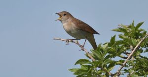 17/05/25 Schiermonnikoog Nachtegalenwandeling op Schiermonnikoog