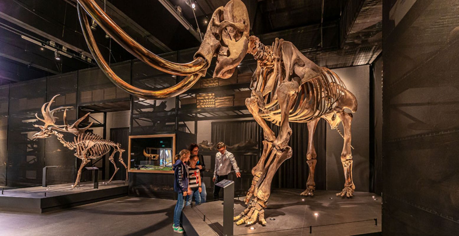 Naturalis is uitgeroepen tot Europees Museum van het Jaar 2021. Bekijk onder andere deze reusachtige mammoet uit de IJstijd. Foto: Naturalis © Koen Mol