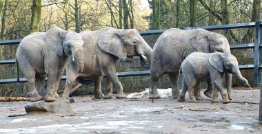 Bezoek de nieuwe Afrikaanse olifantenfamilie!