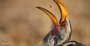 Bekijk de mooiste kiekjes uit de natuur in Naturalis