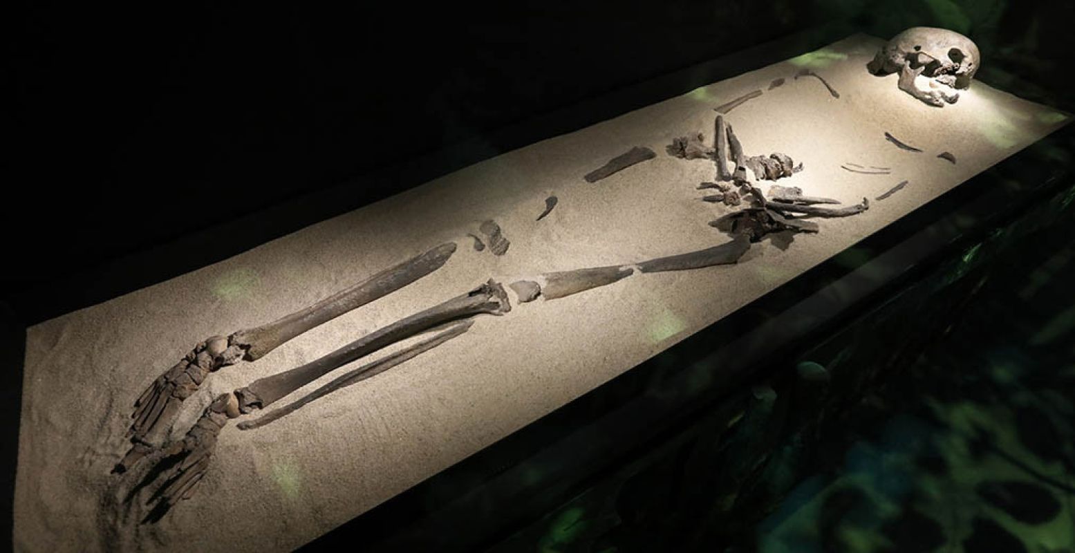 Het skelet van Trijntje, de oudste mens van Nederland - ze komt uit 5500 voor Christus. Foto: Nederlands Openluchtmuseum.