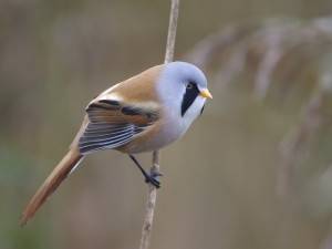 Nationaal Park Lauwersmeer