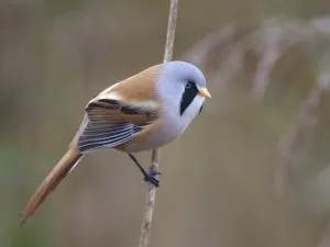 Baardman in NP Lauwersmeer. Foto: Jan Bosch Dokkum