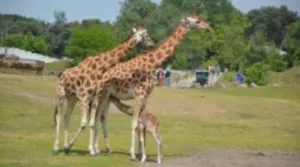 Beschuit met muisjes in de dierentuin