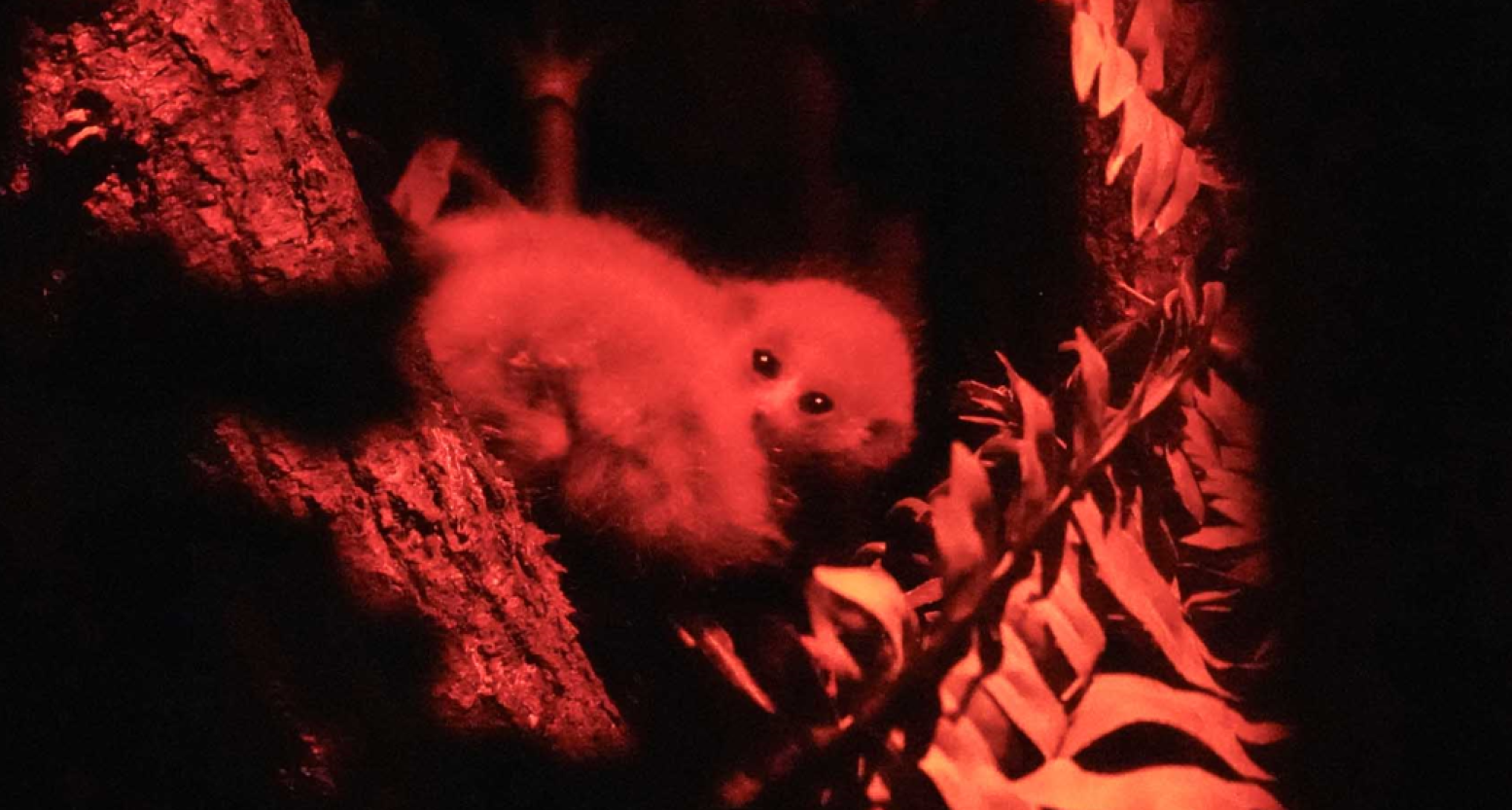 Giftige nachtaapjes: de enige giftige zoogdieren. Foto: Dierenpark Amersfoort