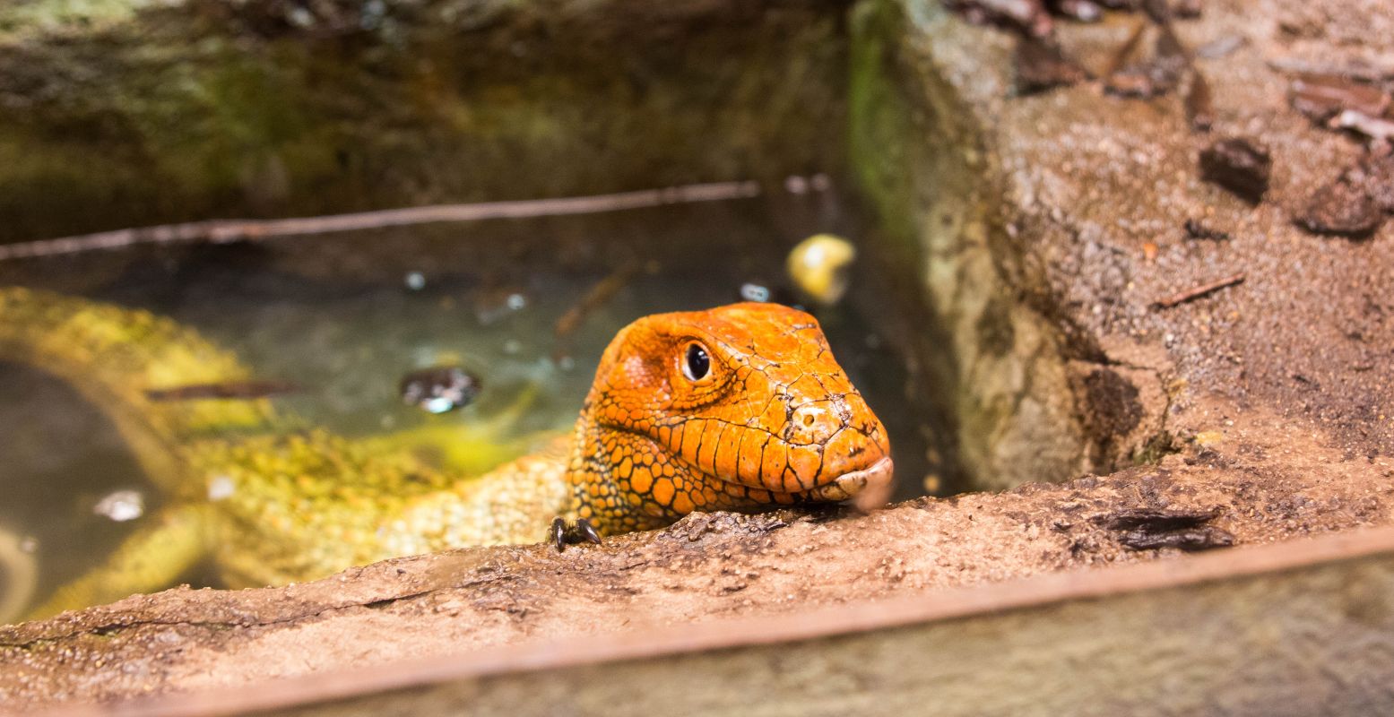 Lacht deze varaan nou naar ons? Foto: DagjeWeg.NL