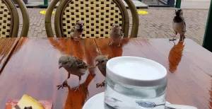 Verken het pittoreske eiland Marken Op de terrasjes van Marken zijn de mussen zo brutaal als... een mus. Wie er de tijd voor neemt kan ze zelfs uit de hand laten eten. Foto: DagjeWeg.NL © Tonny van Oosten