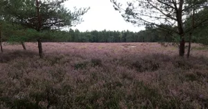Cultuurhistorische wandeling Venloon in de Loonse en Drunense Duinen Cultuurhistorische wandeling Venloon in de Loonse en Drunense Duinen | Foto geüpload door gebruiker Natuurmonumenten.