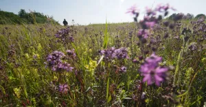 Vaartocht langs de Vlietlanden bij Vlaardingen Vaartocht langs de Vlietlanden bij Vlaardingen | Foto geüpload door gebruiker Natuurmonumenten.