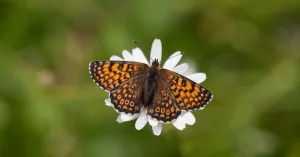 Op zoek naar vlinders op de Sint-Pietersberg Op zoek naar vlinders op de Sint-Pietersberg | Foto geüpload door gebruiker Natuurmonumenten.