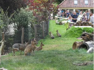 Ontmoet in de Argentijnse Cerrado de mara's. Foto: Avifauna