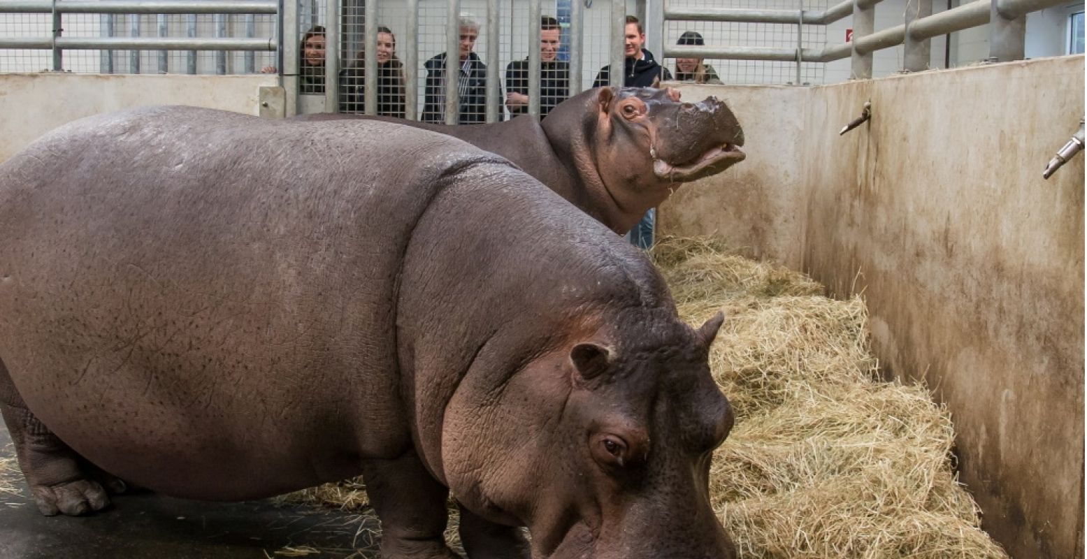 Tijdens WILDLANDS Backstage mag je heel dicht bij de nijlpaarden komen: Foto: © WILDLANDS Zoo Emmen.