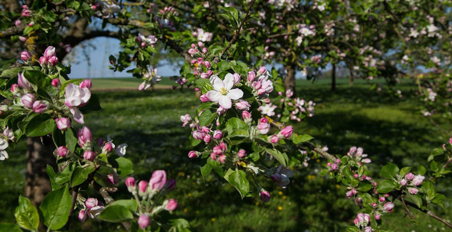 De takken van een bloeiende appelboom. De appelboom bloeit vooral in mei, als laatste van de fruitbomen. Foto: Franz Peischl via  Pixabay 