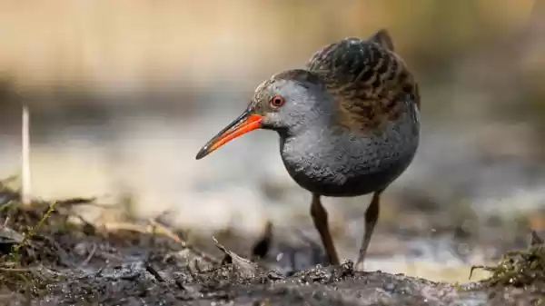 Vogels van het Lauwersmeer - Kollumerpomp waterral | Foto geüpload door gebruiker Staatsbosbeheer.