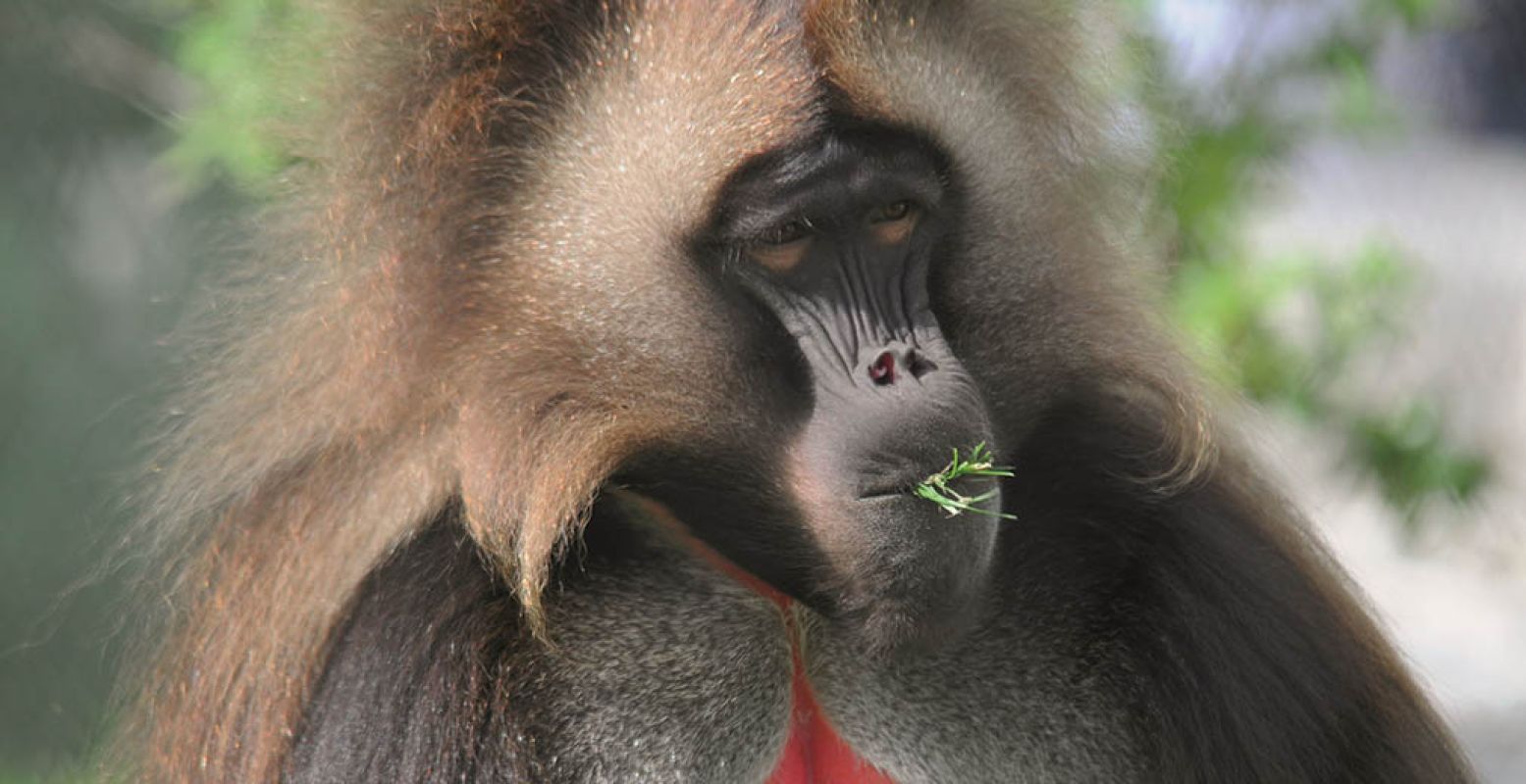Ja, er zijn ook apen die grazen! Dit geladamannetje en zijn familie kun je zien in Diergaarde Blijdorp. Foto: Diergaarde Blijdorp