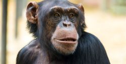 Op déze datum opent nieuwe chimpanseevallei in DierenPark Amersfoort