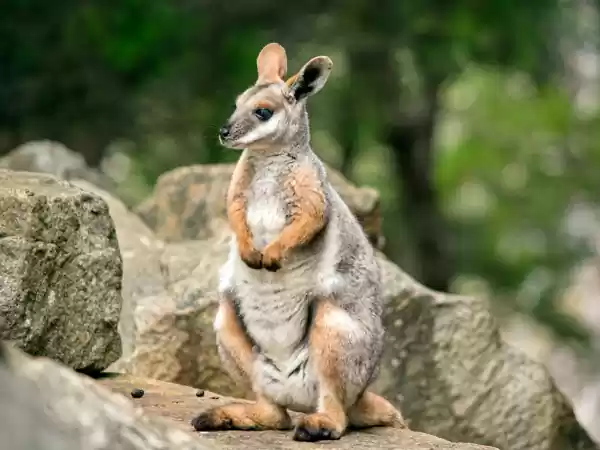 Ontmoet unieke dieren die je nergens anders in Nederland ziet, zoals de geelvoet-rotswallaby. Foto: GaiaZOO
