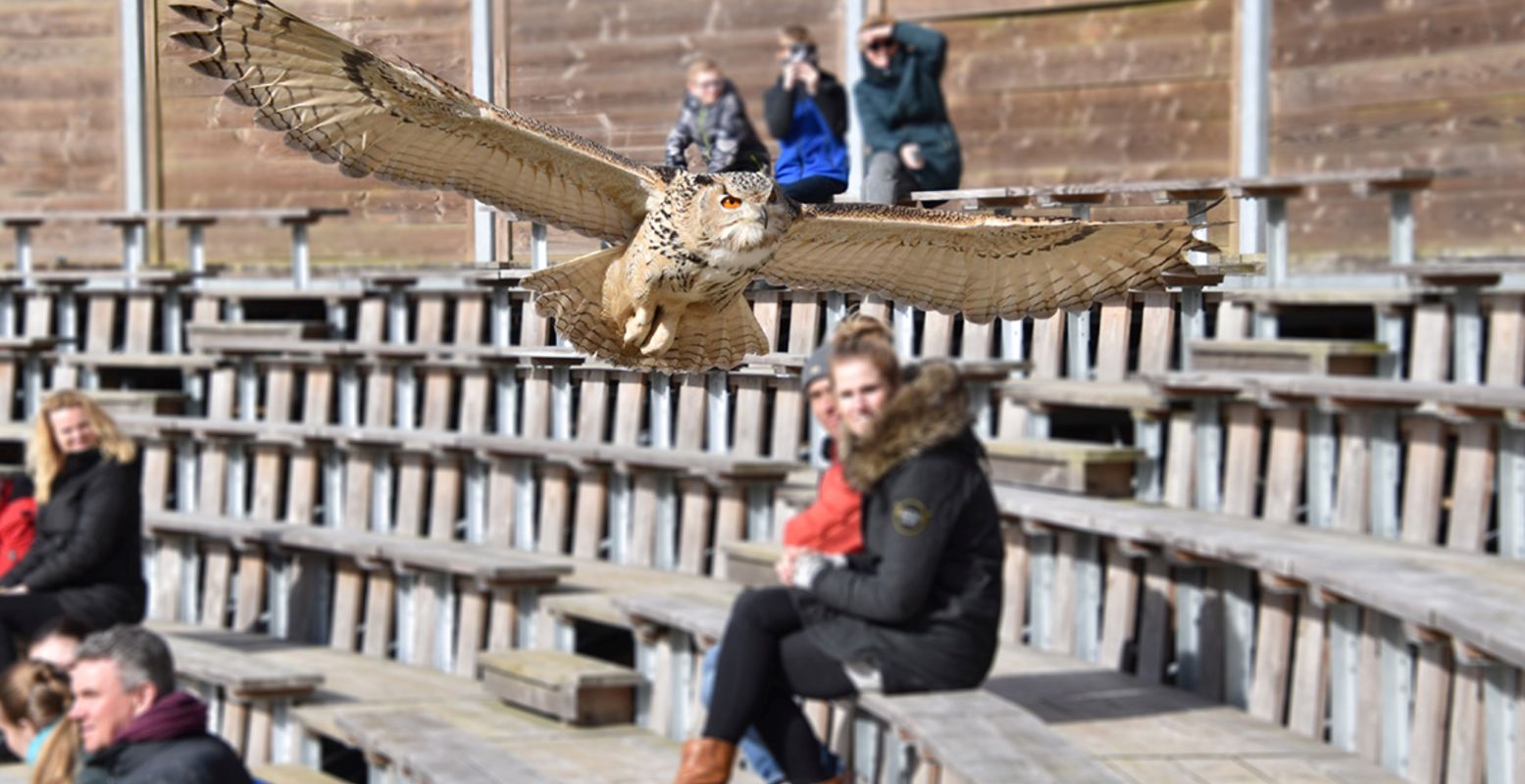Bezoek een toffe roofvogelshow op Tweede Pinksterdag in het prachtige dierenpark Hoenderdaell. Foto: Landgoed Hoenderdaell