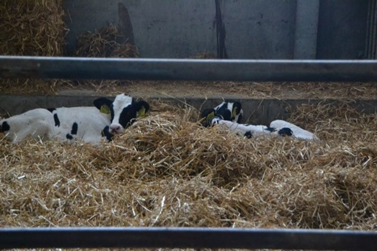 Kalfjes in het stro. Foto: DagjeWeg.NL