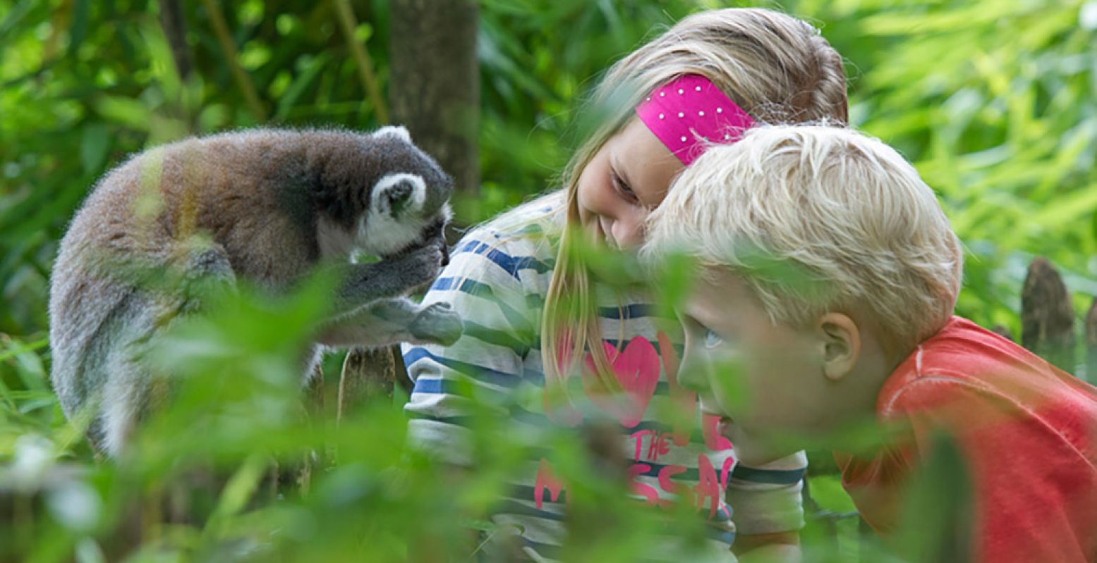 Kijken naar een ringstaartmaki: in Apenheul kun je heel dichtbij komen! Foto: Apenheul