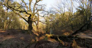 Wandelen met de boswachter door Wolfheze Wandelen met de boswachter door Wolfheze | Foto geüpload door gebruiker Natuurmonumenten.
