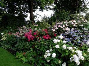 Hortensiaborder. . Foto: Wies Voesten