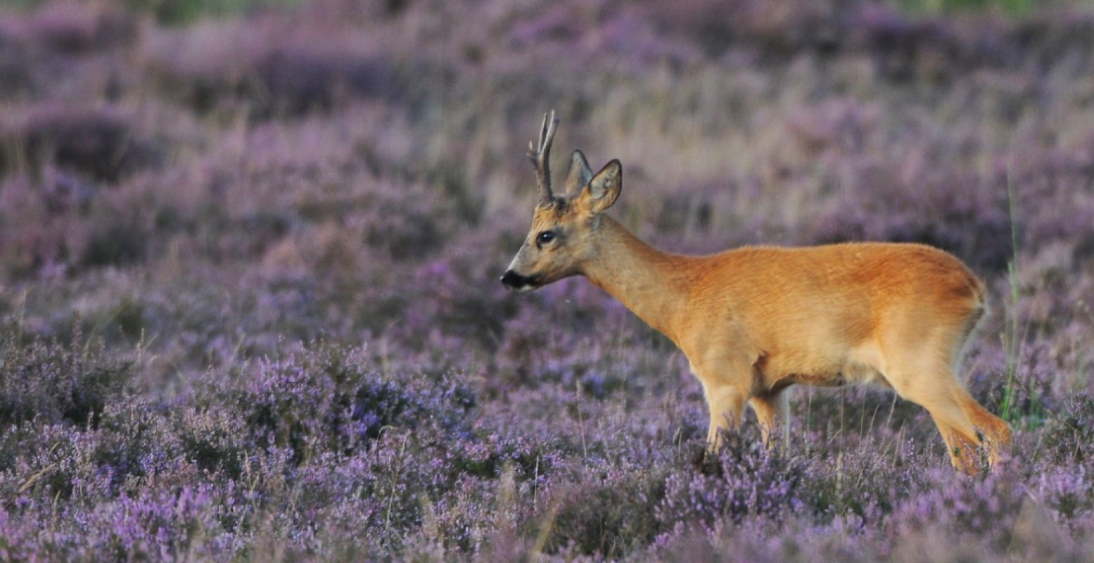 Ook de ree hoort bij onze Nederlandse Grote Vijf. Foto: Nationaal Park Utrechtse Heuvelrug.