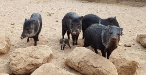 Dierentuin nieuwtjes