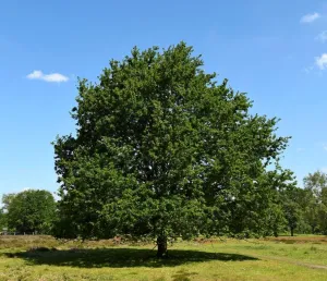 Ontdek de steilranden en oude bomen van Venlo Foto: Limburgs Landschap Gouda | Foto geüpload door gebruiker limburgslandschap