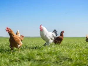 Foto: Boer Bart Speelboerderij.