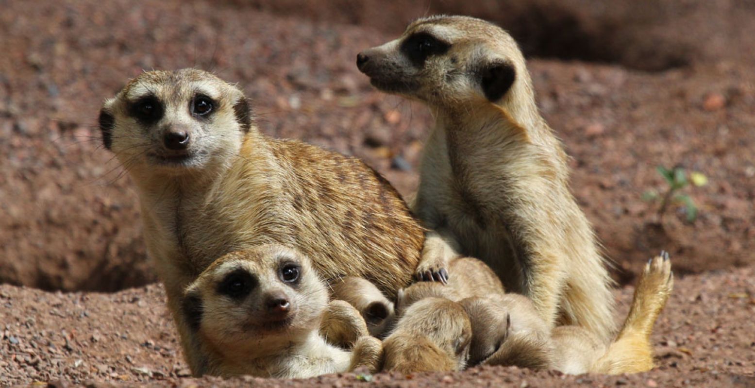 De stokstaartjes in Aachener Tierpark houden alles goed in de gaten. Foto: Aachener Tierpark EUREGIOZOO © Liz Lück