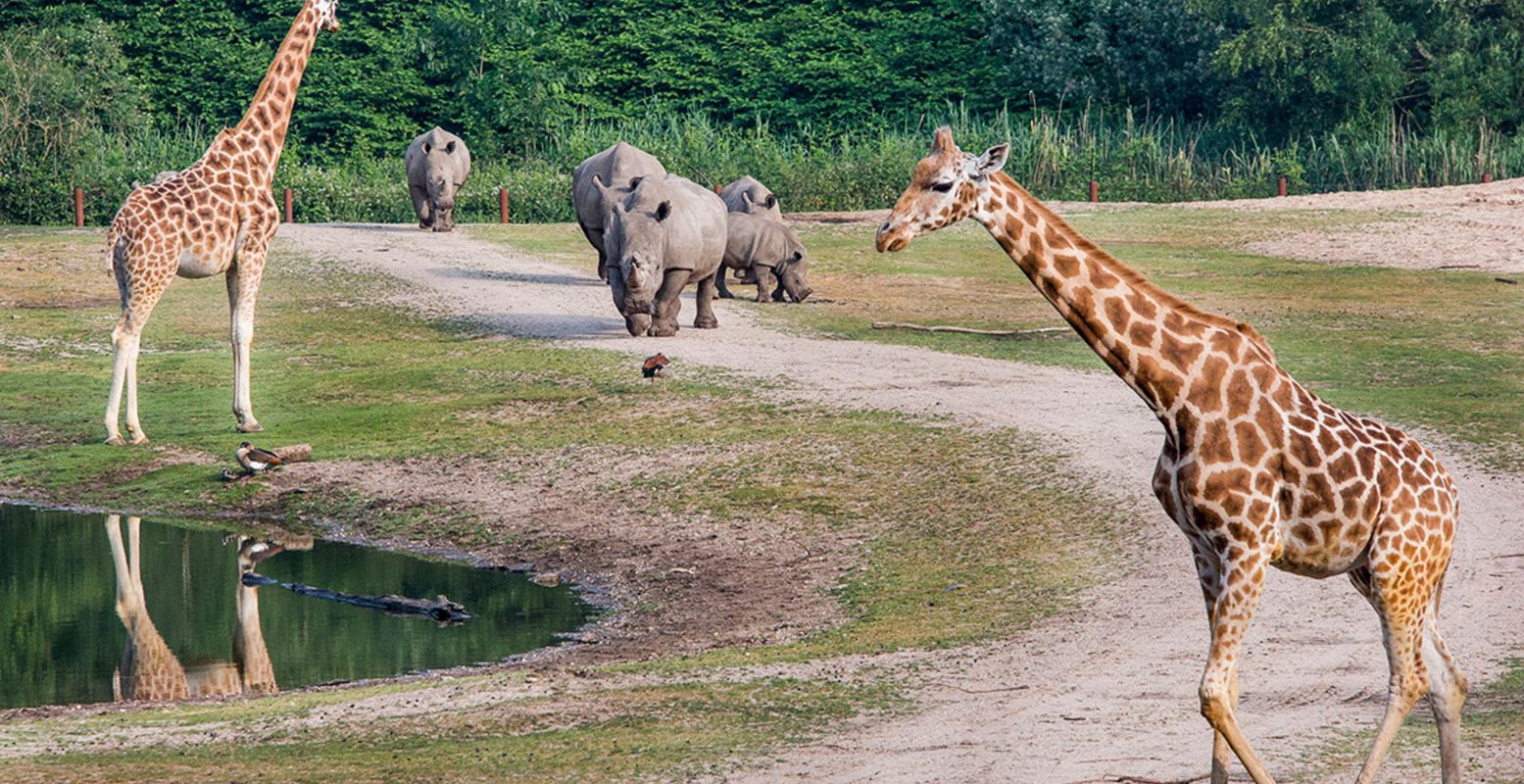 Bewonder de dieren in de Safari. Foto: Burgers' Zoo Bewonder de dieren in de Safari. Foto: Burgers' Zoo
