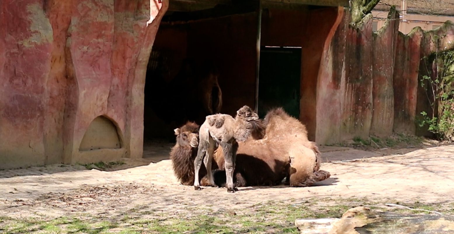 Kameeltje Roxy staat nog wat wiebelig op haar benen. Foto: DierenPark Amersfoort.