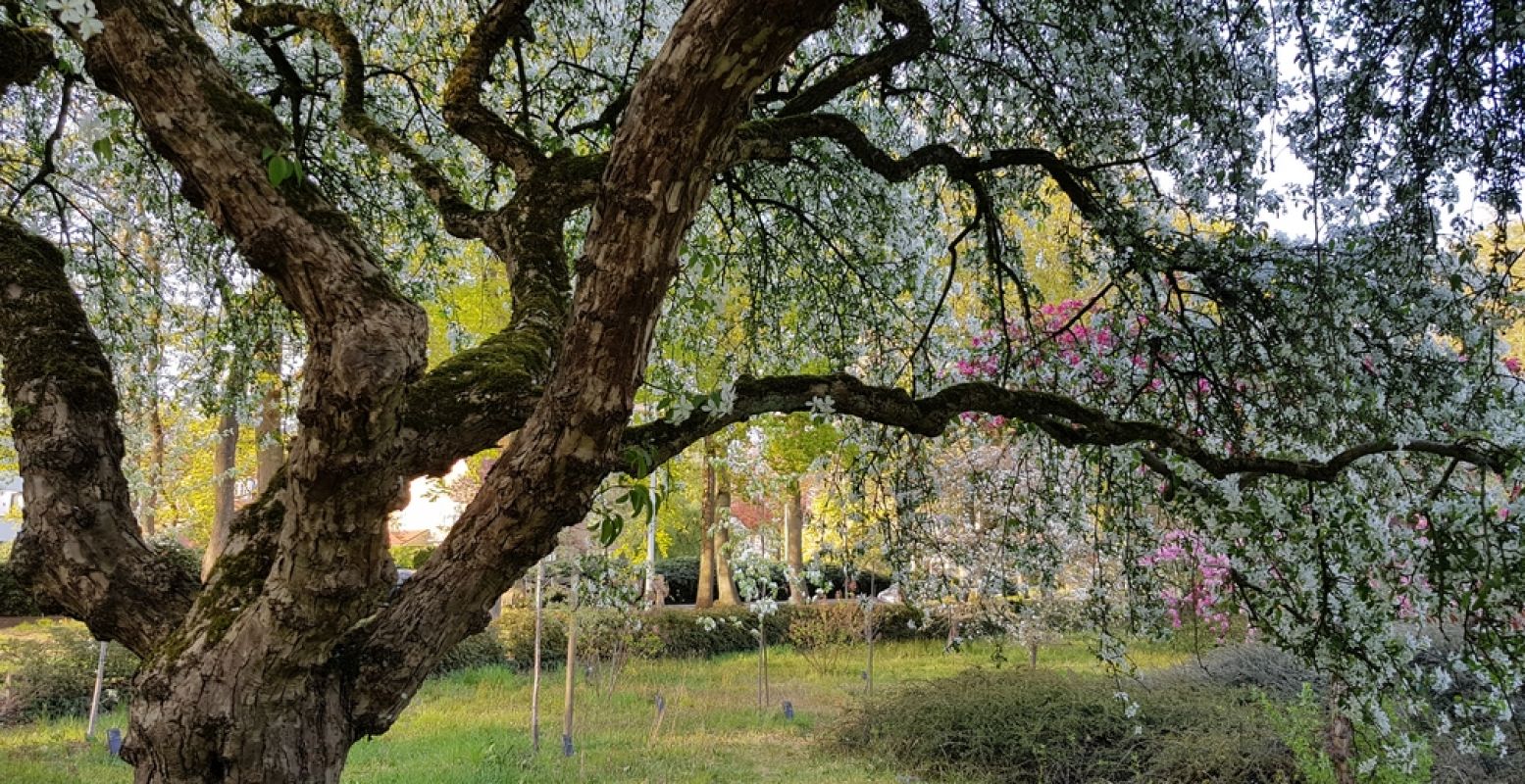 Genieten van de lentebloesem in een mooie tuin of arboretum. Foto: DagjeWeg.NL / Tonny van Oosten