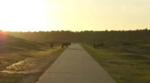 Wandelen door het Zeeuwse land Wat je allemaal wel niet tegenkomt tijdens een wandeling... Foto:  David van der Mark, Flickr 