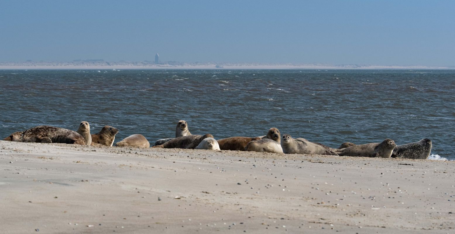 Spot de zeehonden tijdens de boottochten. Foto: via  Pixabay 