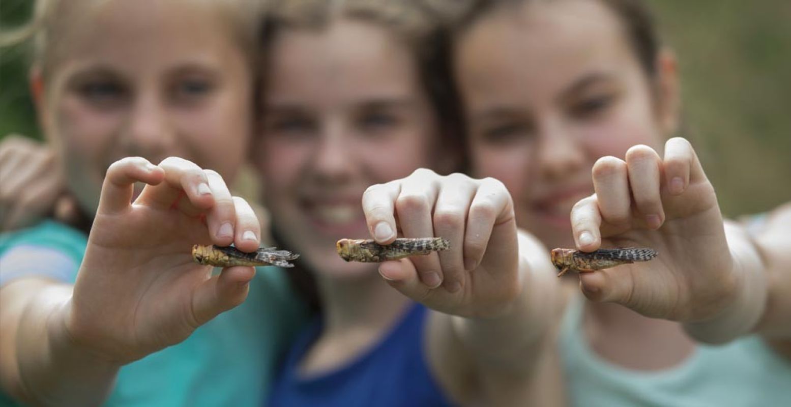 Durf jij de insecten te eten? Foto: Dierenrijk