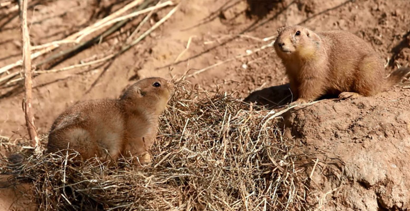 De prairiehondjes kun je bijna aanraken!