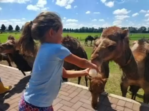 Kamelensafari Foto: Kamelenmelkerij Smits
