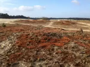 Nationaal Park De Loonse en Drunense Duinen Mos Loonse en Drunense duinen