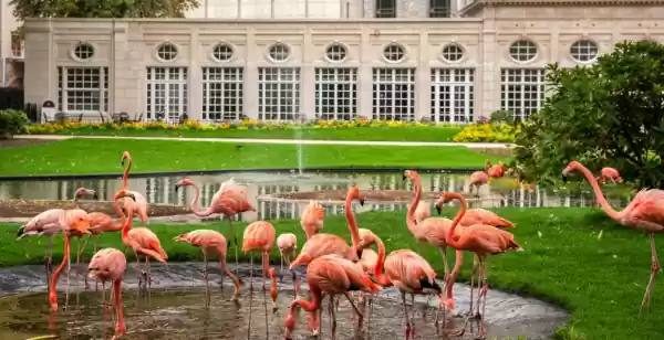 Antwerpen: de leukste activiteiten voor stelletjes Verken samen het dierenrijk in ZOO Antwerpen. Foto: ZOO Antwerpen © Jonas Verhulst.