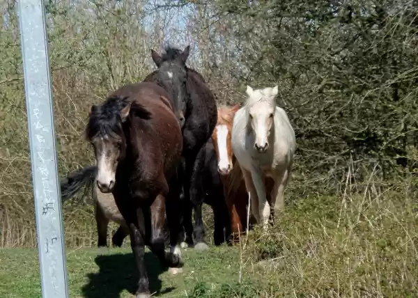 Wilde paarden in de Jufferswaard. Foto: Cees van doodeweerd.