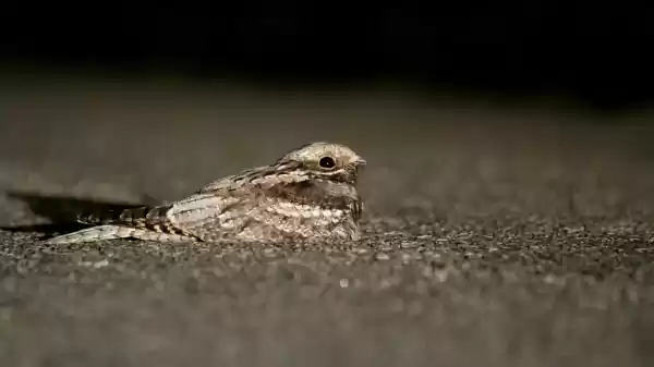 Nachtdieren van Engbertsdijksvenen Nachtzwaluw | Foto ge&uuml;pload door gebruiker Staatsbosbeheer.