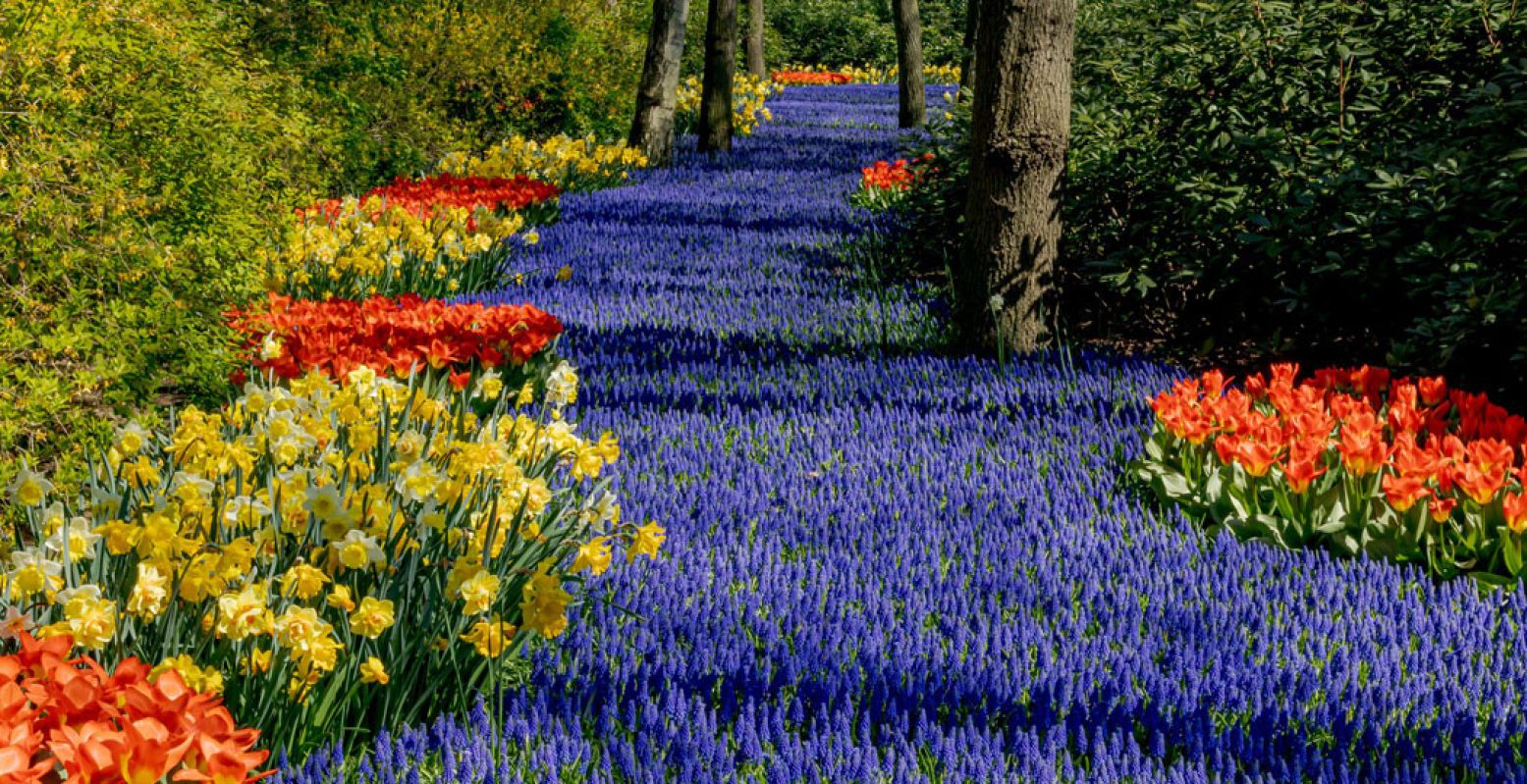 Wandel langs miljoenen bloemen. Foto: Keukenhof