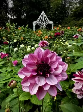 Dahlia Veld Foto: Irene Kraak