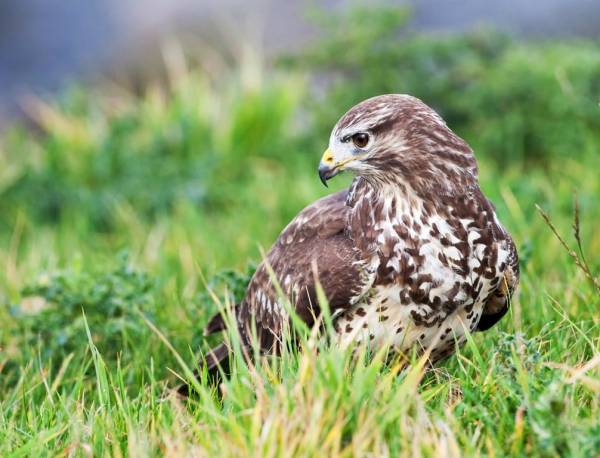 Overzomerende vogels in natuurgebied Waalenburg- De Marel, Texel! | Foto ge&uuml;pload door gebruiker Natuurmonumenten.