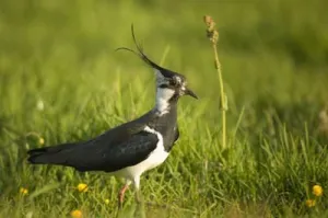 Vogeltjes kijken in het Ilperveld